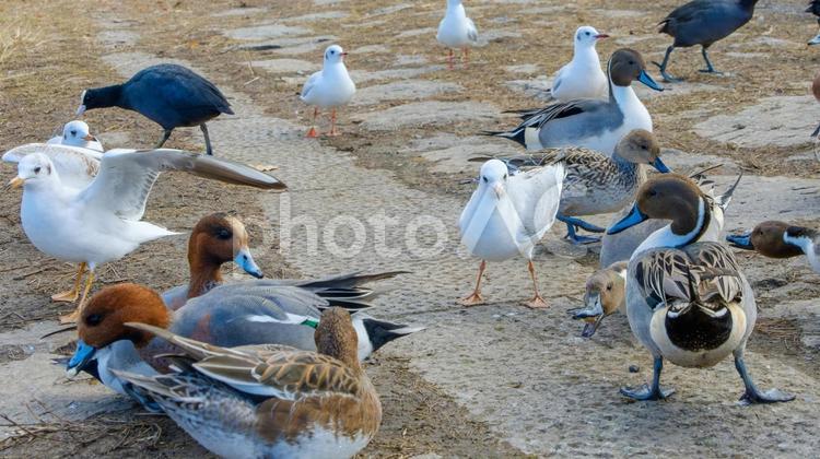 水辺に集うさまざまな水鳥たち 水鳥,ヒドリガモ,カモの写真素材