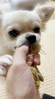 飼い主とおもちゃで遊ぶチワワの写真