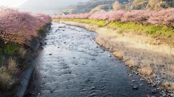 河津桜の並木道 河津桜の並木道の写真