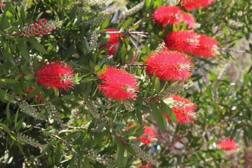 ブラシノキ・金宝樹 ブラシノキ,風景マクロ,花木の写真素材