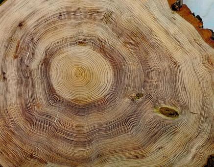 木の断面図・年輪のアップ3 木材,ねんりん,木目の写真素材