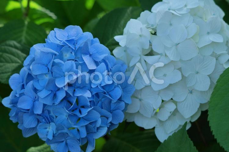雨に濡れて咲く アジサイ,花,アジサイ科の写真素材