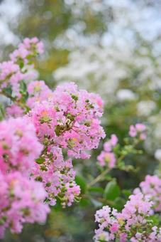 Summer flower Crape myrtle-1, JPG Summer flower Crape myrtle-1, JPG