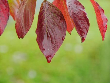背景に合う紅葉 背景に合う紅葉の写真