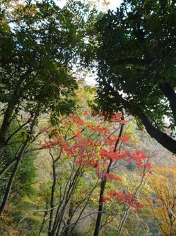 山　紅葉の写真
