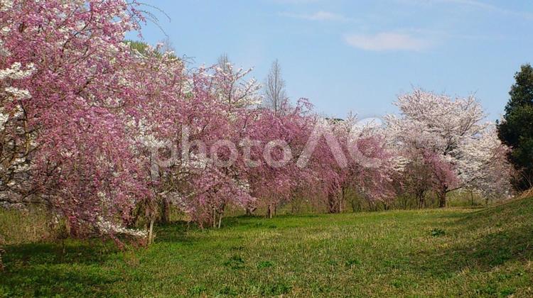 川べりの桜並木 桜,さくら,サクラの写真素材