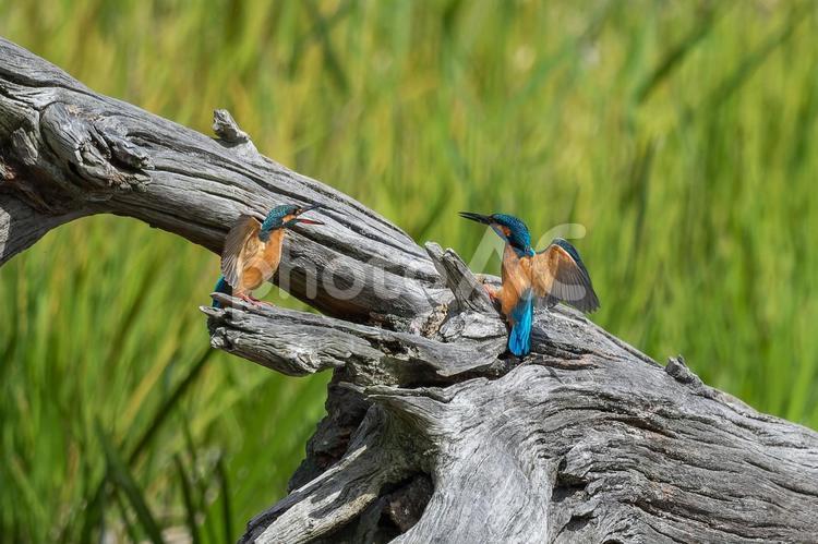 カワセミのつがい カワセミ,翡翠,野鳥の写真素材