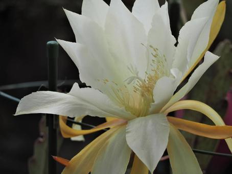 孔雀サボテンの白い花② 孔雀サボテンの白い花② サボテンの花,クジャクサボテン,孔雀サボテンの写真素材