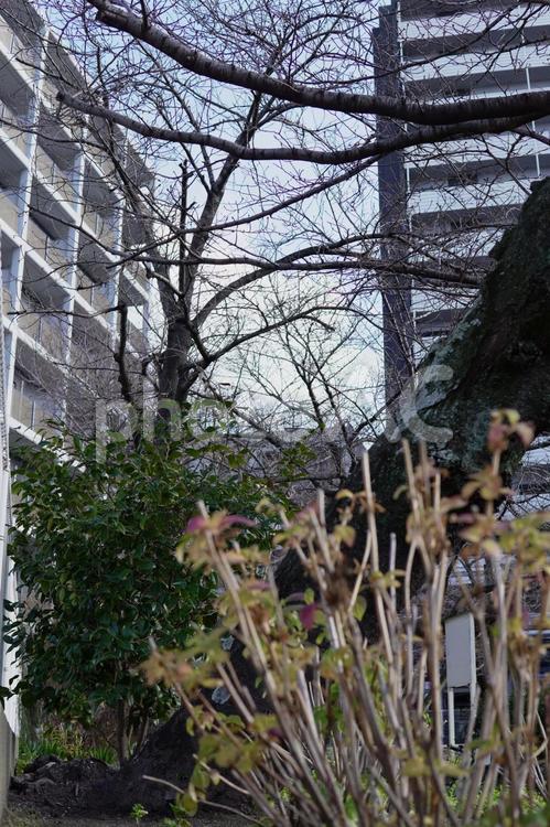 木とマンション 風景,木,マンションの写真素材