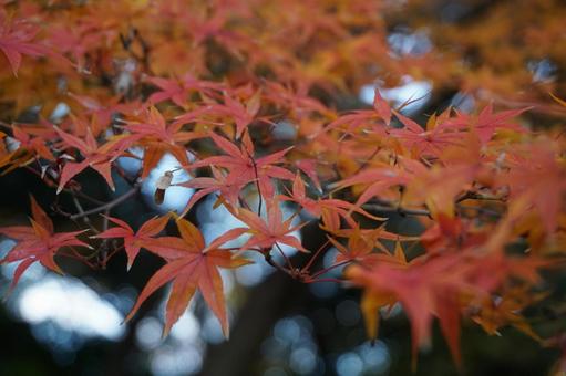 美しい紅葉 美しい紅葉の写真