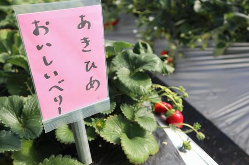 いちご狩り いちご狩りの写真