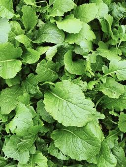 様々な葉っぱ203 植物,葉っぱ,自然の写真素材