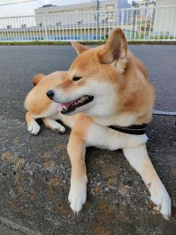 お散歩中の柴犬です! お散歩中の柴犬です!の写真
