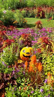 ハロウィン-242 ハロウィン-242 ハロウィン,ジャックオーランタン,オレンジ色の写真素材