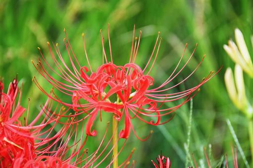 Red spider lily, JPG Red spider lily, JPG