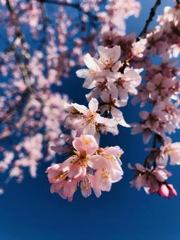枝垂れ桜 枝垂れ桜の写真