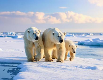 氷の上を歩くホッキョクグマの親子 氷の上を歩くホッキョクグマの親子の写真