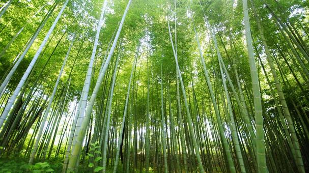 Photo, bamboo forest, bamboo, fresh green, 