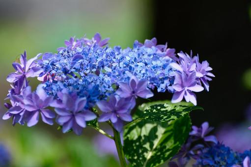紫陽花 紫陽花の写真