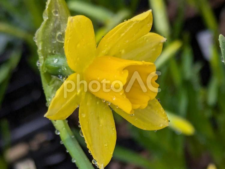 鮮やかな黄色のスイセン 花,はな,flowerの写真素材