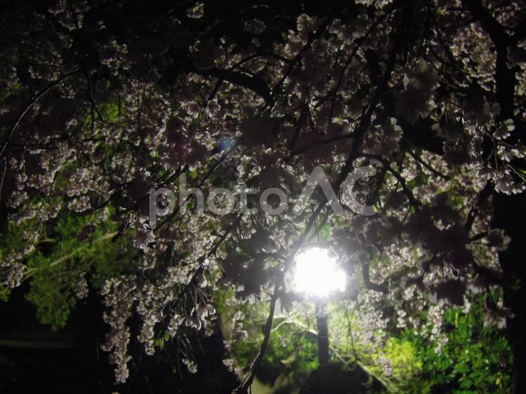 夜桜、しだれ桜 ecology,garden,plantsの写真素材