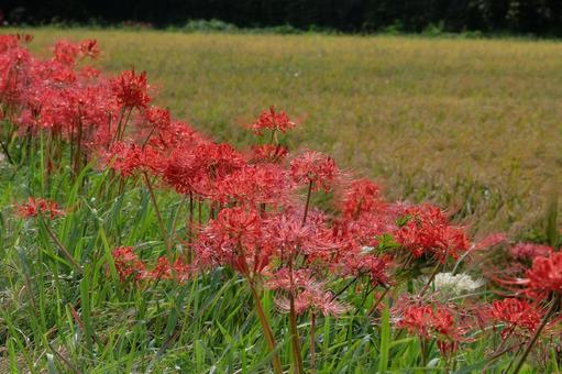 秋の農村風景、赤い曼珠沙華 秋の農村風景、赤い曼珠沙華 彼岸花,赤,群生の写真素材