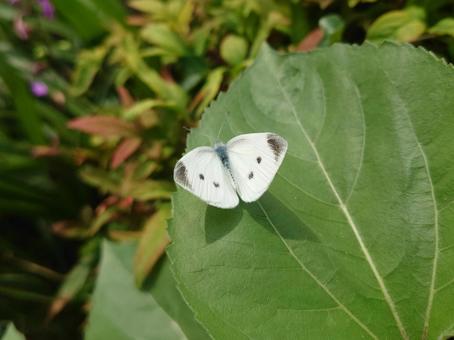 モンシロチョウ モンシロチョウ,虫,昆虫の写真素材