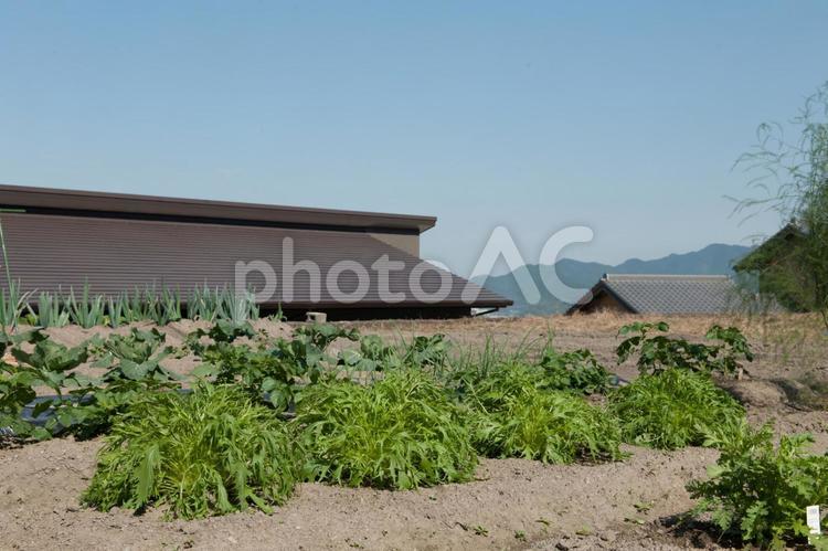 野菜　４５ 水菜,野菜,植物の写真素材