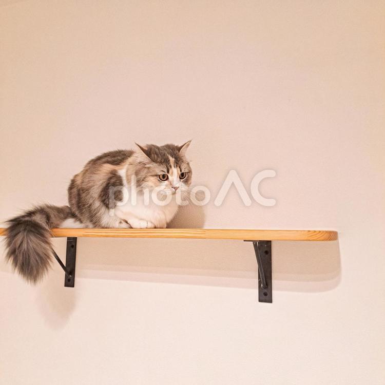 キャットウォークの上の猫② 猫,ねこ,ネコの写真素材