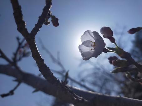 Photo, cherry blossoms, natural, flower, 