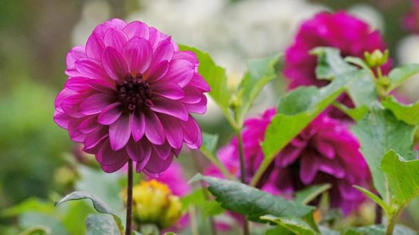 秋のダリア園-867 ダリア,赤紫色,デコラティブ咲きの写真素材