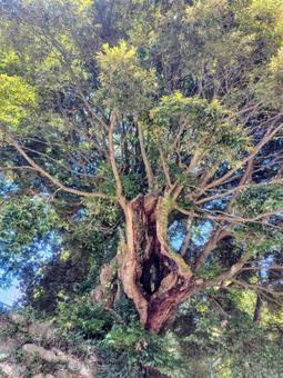筑波山神社の奇木 茨城県,ハイキング,絶景の写真素材
