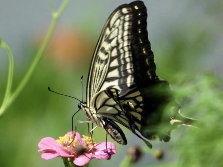 花の蜜を吸うチョウ 花の蜜を吸うチョウの写真