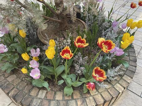 Photo, tulip, multicolored flowers, flower, 