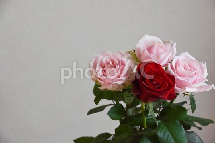 ピンクと赤のばら ばら,薔薇,花の写真素材