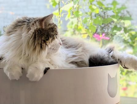 窓際でのんびりしている猫 窓際でのんびりしている猫 動物,猫,ねこの写真素材