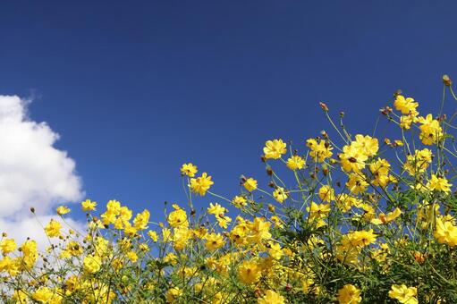 白い雲と青空と黄色の満開の秋桜の花畑 白い,雲,青空の写真素材