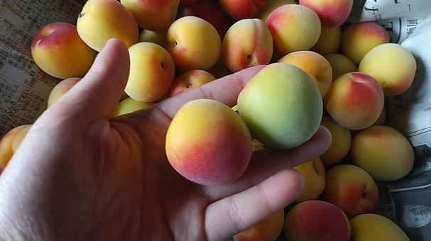 南高梅の熟し具合 梅,南高梅,梅仕事の写真素材