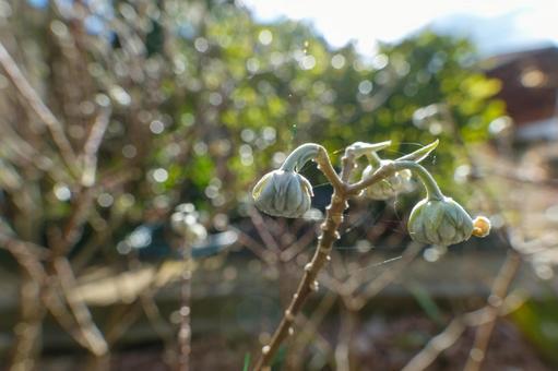 蕾をつけたミツマタの写真