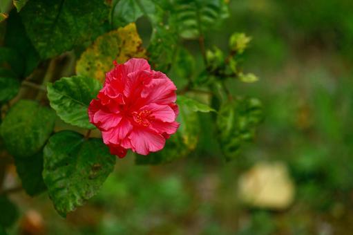 ハイビスカス ハイビスカス ハイビスカス,花,南国の花の写真素材