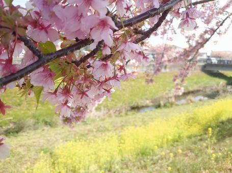 桜と菜の花 桜と菜の花の写真