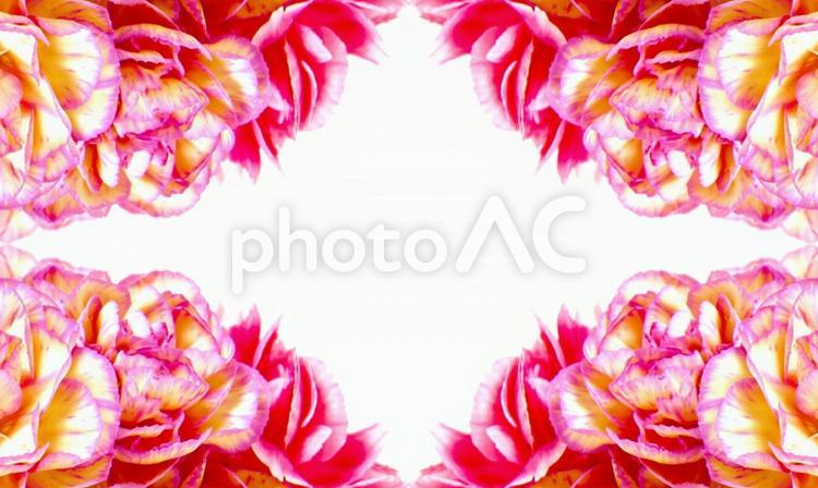 複数色のカーネーション花柄素材 花,ピンク,カーネーションの写真素材