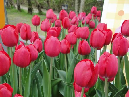 チューリップの写真