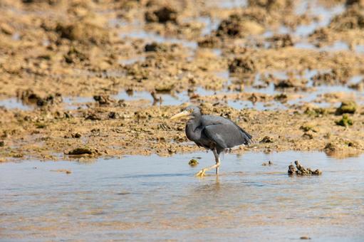 Photo, a heron, kurosagi, leucoplastic, 
