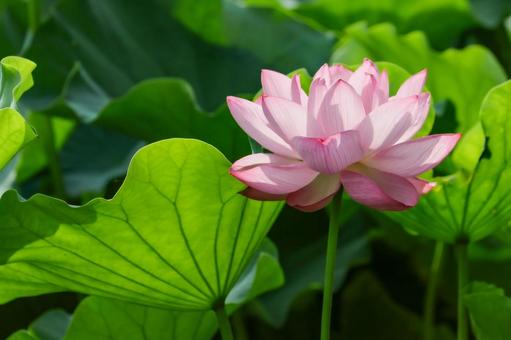 蓮 蓮 蓮,ハス,不忍池の写真素材