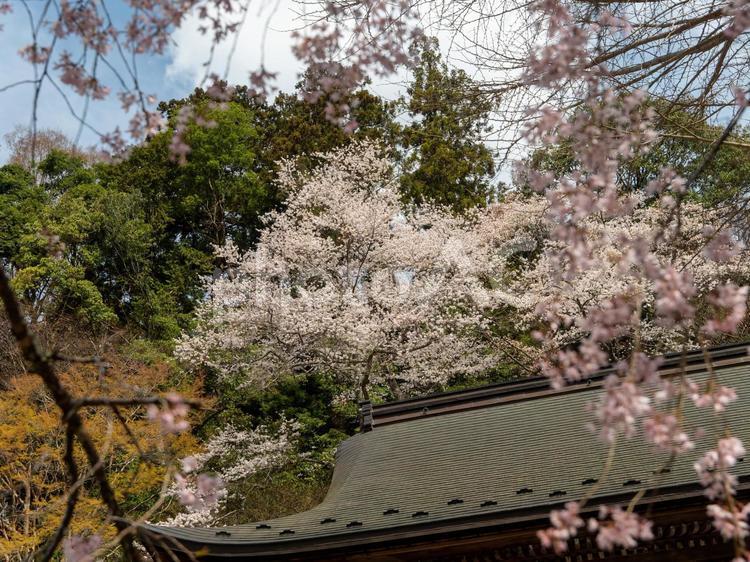 満開の桜が咲く春の室生寺 室生寺,女人高野室生寺,女人高野の写真素材