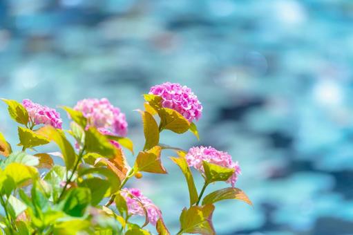 睡蓮の池を背景にピンク色が生える紫陽花 睡蓮の池を背景にピンク色が生える紫陽花の写真