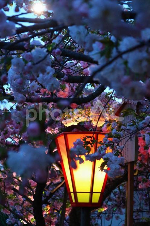 美しき八重桜 桜,八重桜,大阪の写真素材