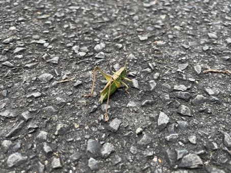 Grasshopper? 2, JPG
