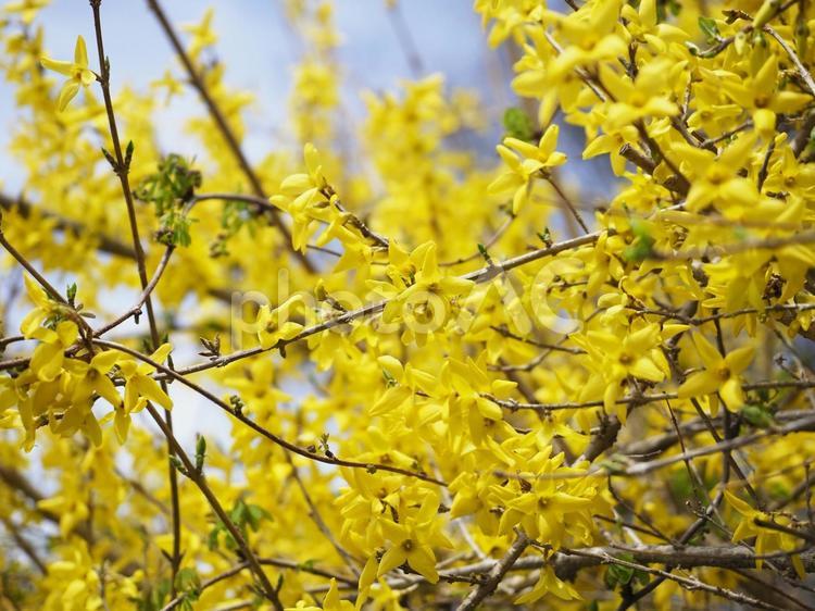 レンギョウの花 レンギョウ,花,黄色い花の写真素材